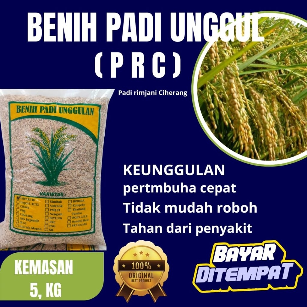 benih padi unggul Ciherang prc. padi rinjani Ciherang kemasan 5kg