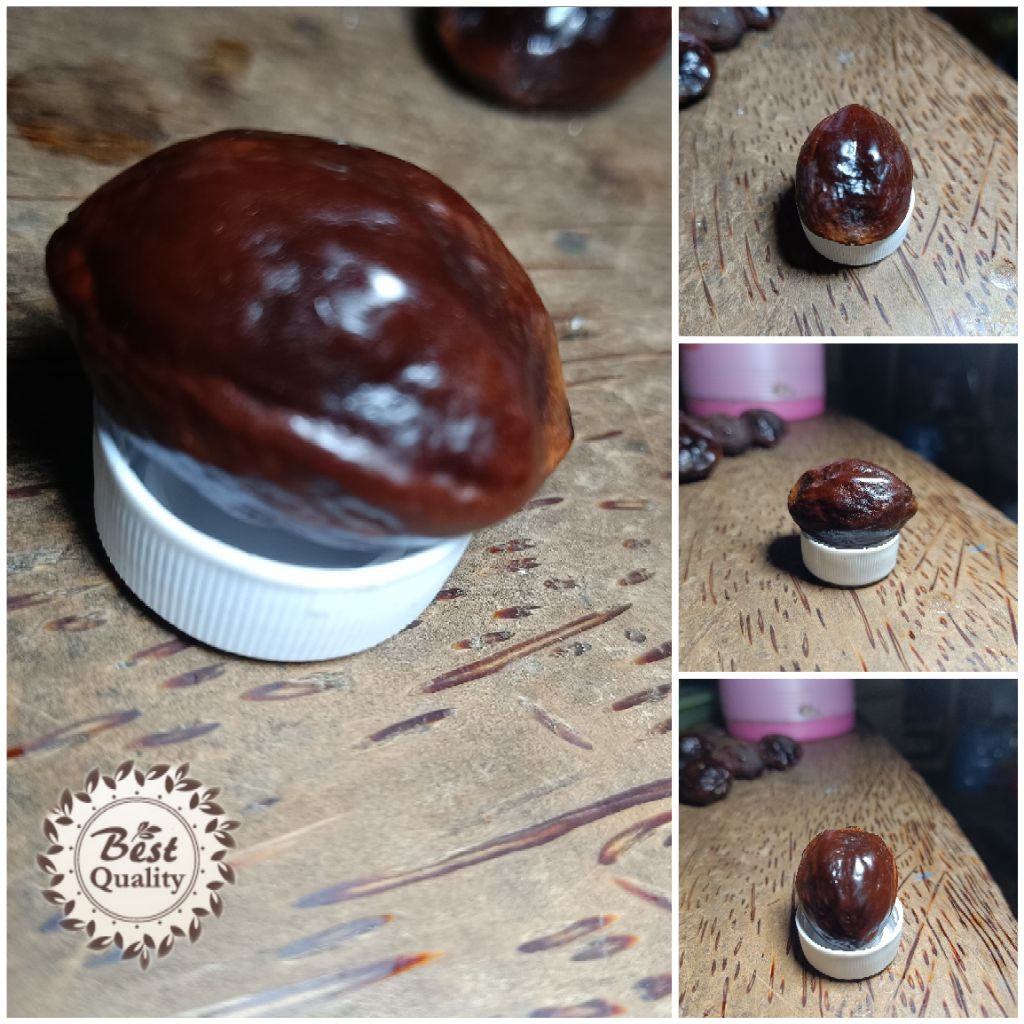 Muncang Kemiri aduan jenis Jalim x Jawa Big Size