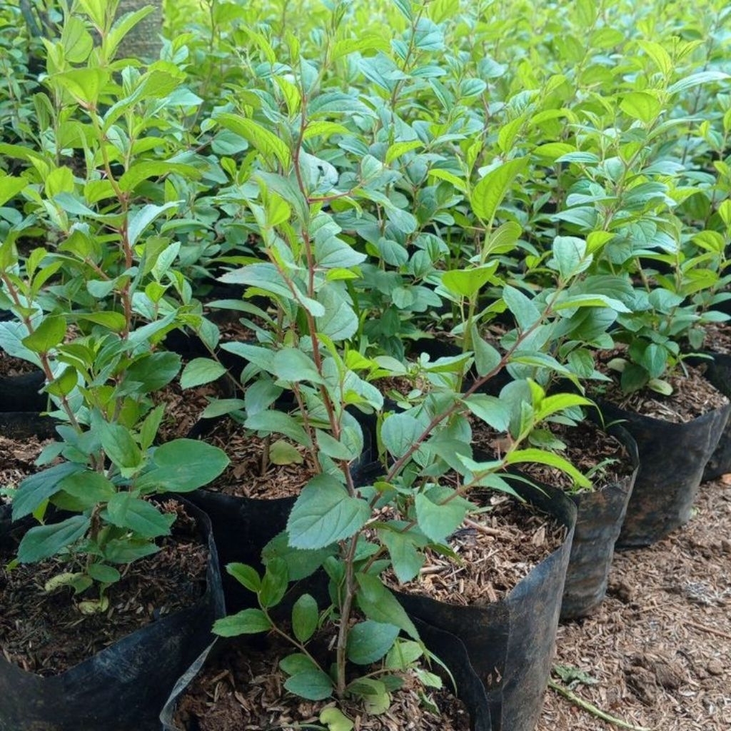 Pohon Bidara Arab Asli Tanaman Hias Daun Hijau Tahan Panas Murah