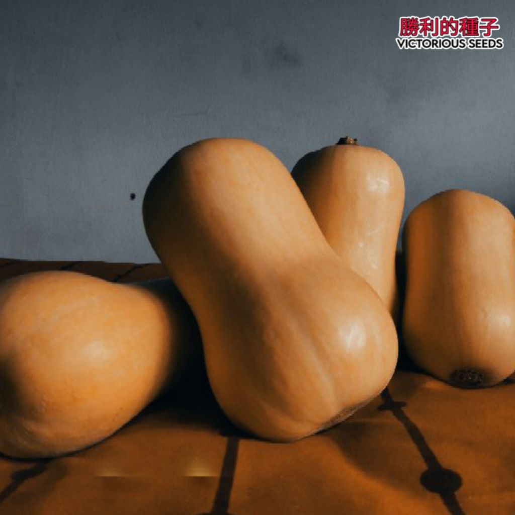 Isi (1 Butir) Benih Labu Jacqueline Original 100% Import