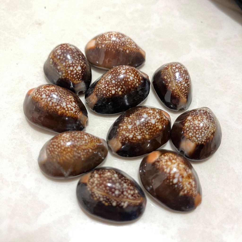 Real Pict Biji Kuwuk Kerang Hitam 10 pcs - Mainan Anak - Kuwuk bekles - Mainan Tradisional