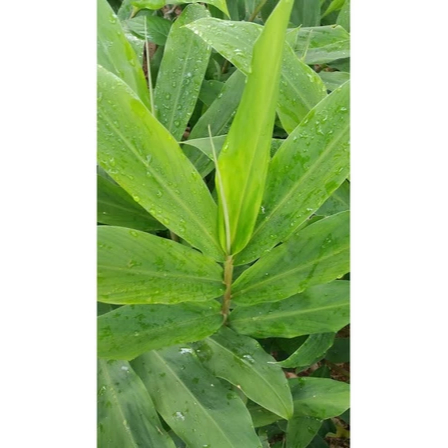 Daun Lempuyang Segar Herbal Alami/ Daun Lampuyang Segar