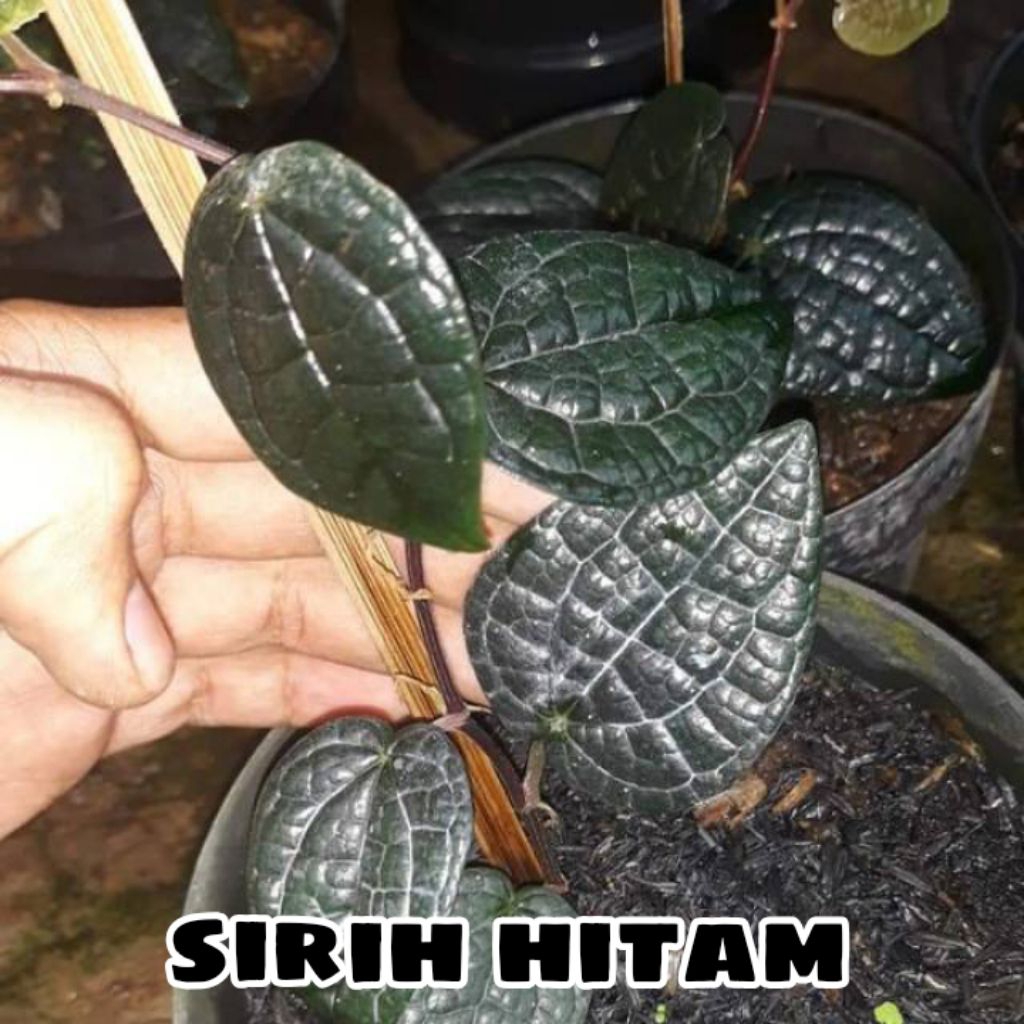 bibit tanaman sirih hitam asli siap tanam