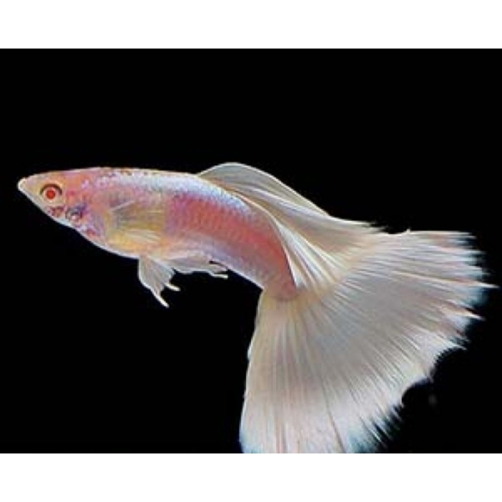 Albino Full Platinum Satu Pasang Size Indukan Hiasan Aquarium |Ikan Hias Bozz Louhan|
