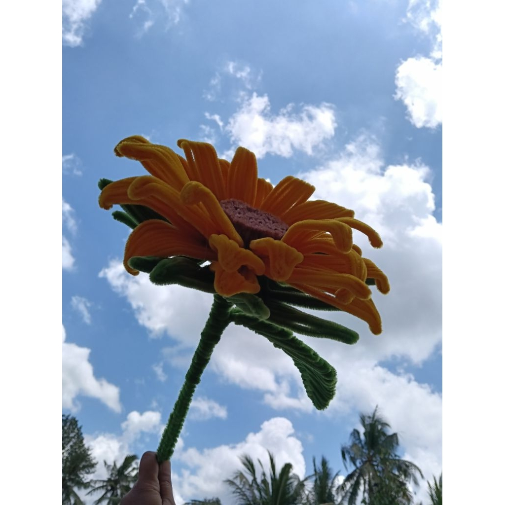 Bunga matahari jumbo