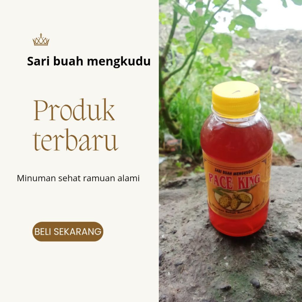 fermentasi buah mengkudu