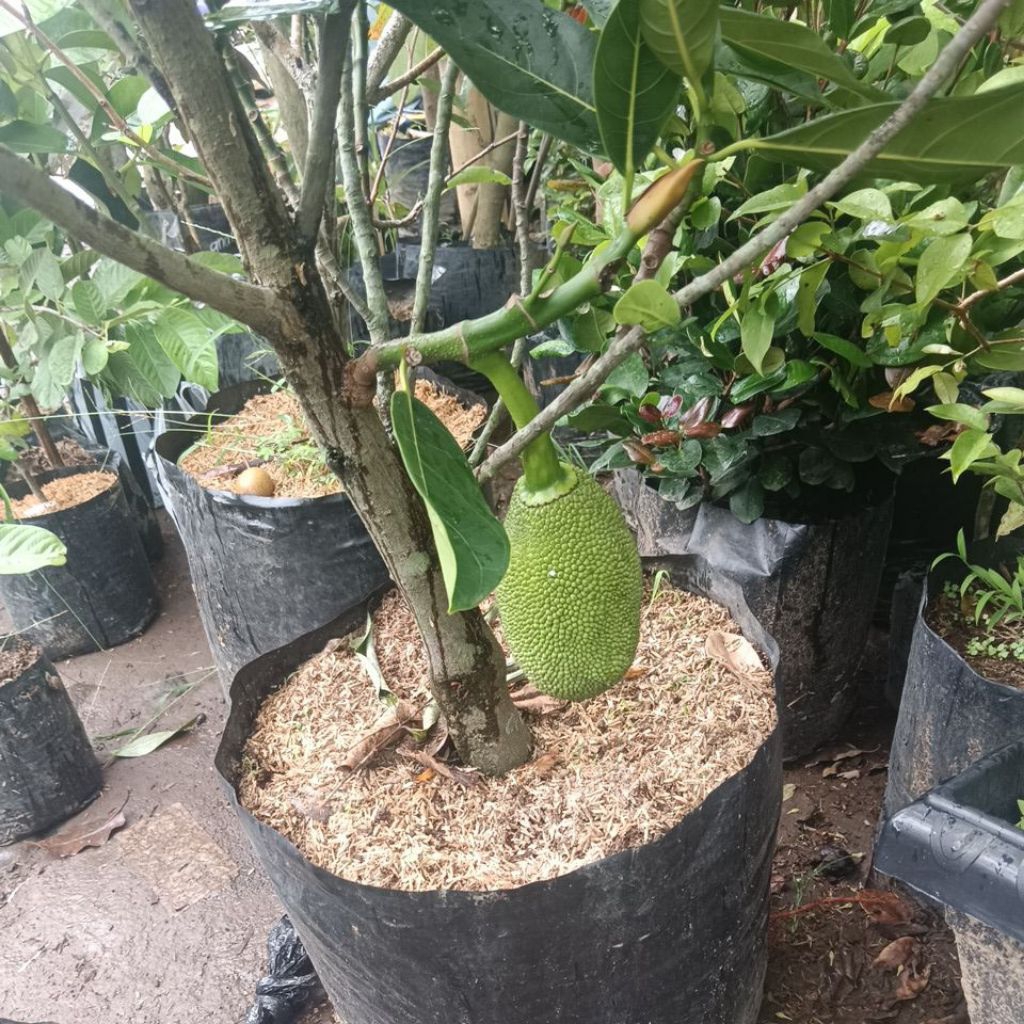 Nangka Orange Berbuah