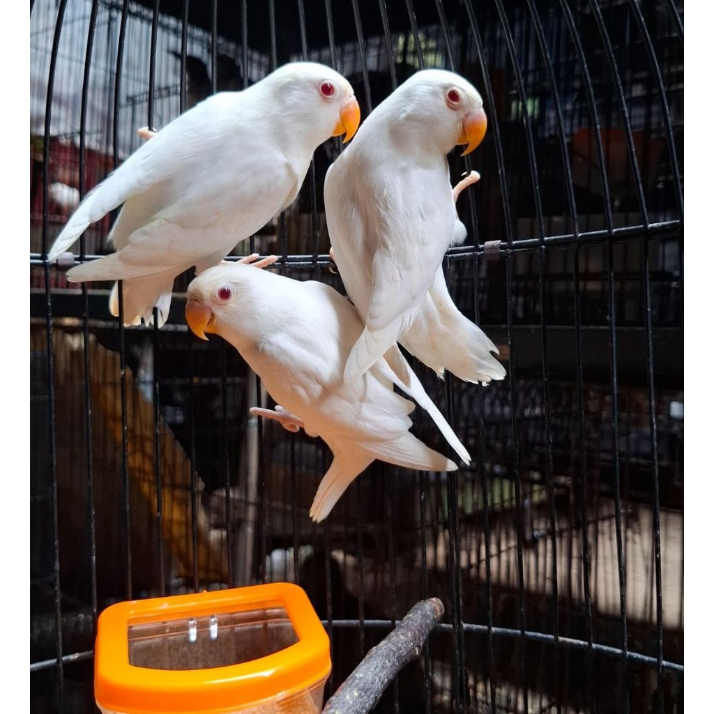 LOVEBIRD MATA MERAH(ALBINO DAN LUTINO)