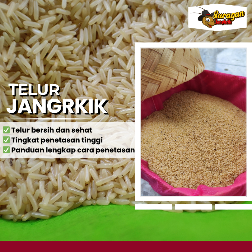 (BISA COD) TERLARIS TELUR TELOR BIBIT BENIH JANGKRIK TULUNGAGUNG DAYA TETAS TINGGI 99% SIAP NETAS 50