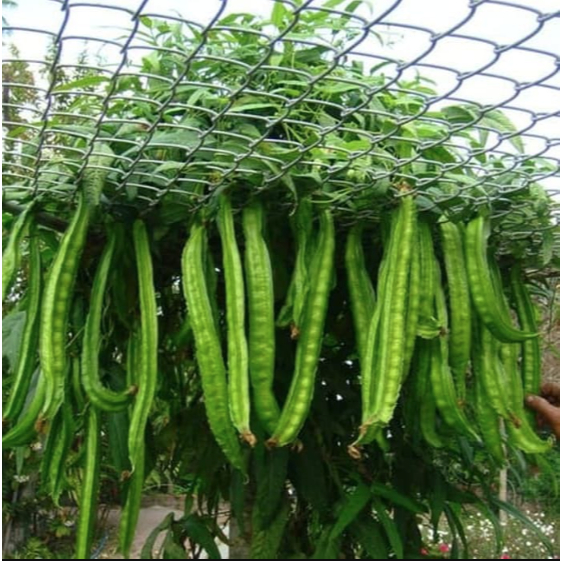 BIBIT KECIPIR PANJANG || 20 BIJI || (COD) BAYAR DITEMPAT || PRODUK KebunKu_id