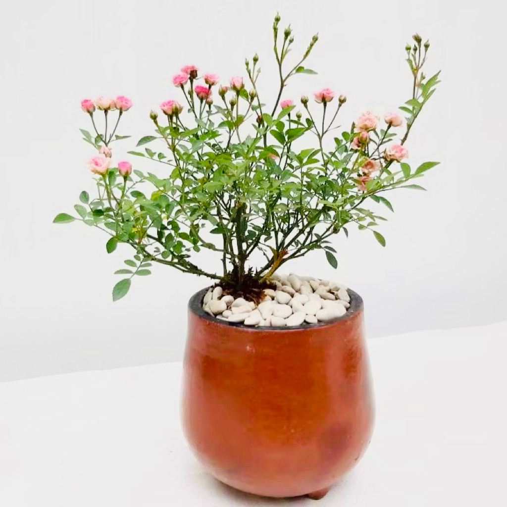 MAWAR MINI BABY PINK ROSE