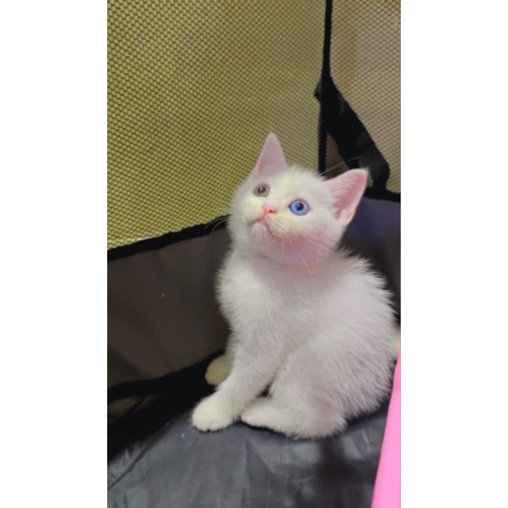 BSH jantan putih odd eye