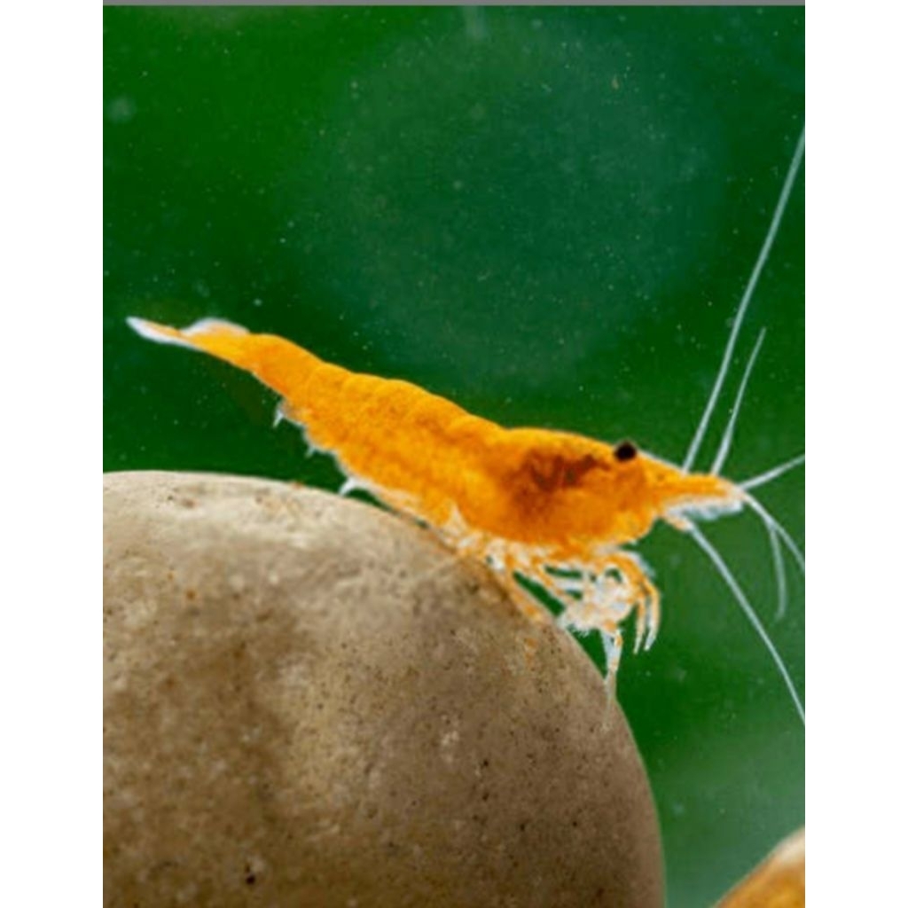 Udang Hias Air Tawar Orange Hiasan Akuarium