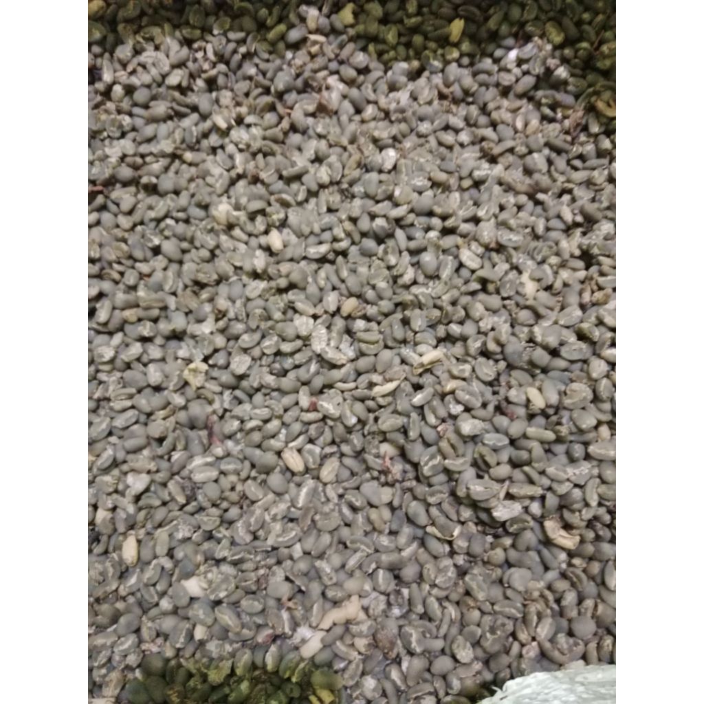 BIJI KOPI Asalan ARABIKA GAYO