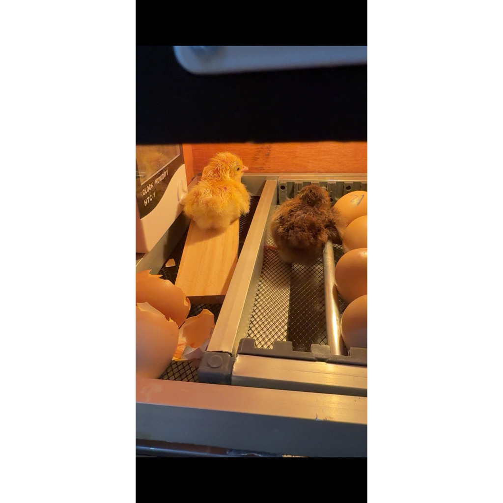 DOC / ANAK AYAM KAMPUNG ASLI USIA 3-30 HARI