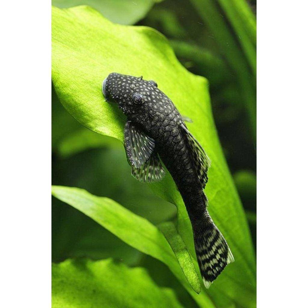 HIASAN-pleco L144 bristienose/pembersih aquarium/hiasan aquascape