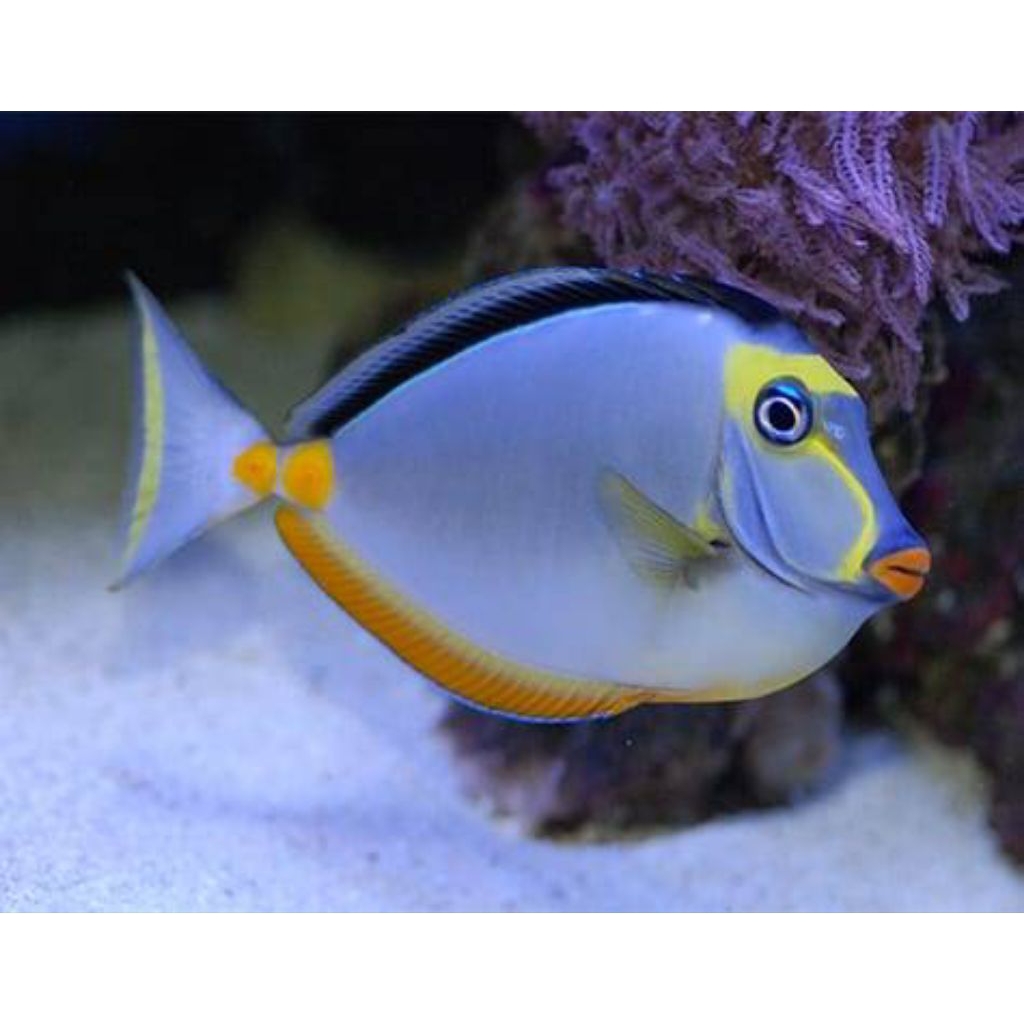 IKAN HIAS LAUT BOTANA NASO