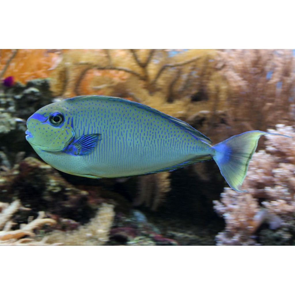 IKAN HIAS LAUT BOTANA VLAMINGI/ UNICORN