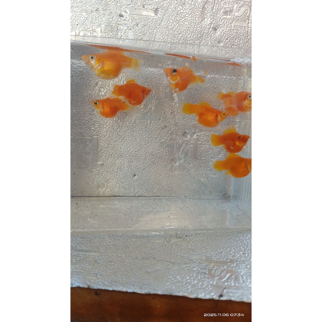 ikan molly balon orange