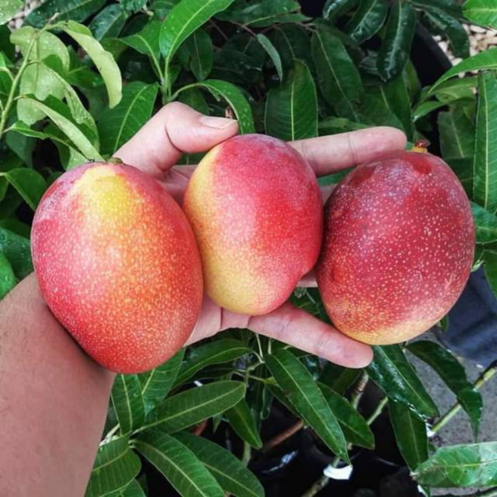 BIBIT MANGGA MIYAZAKI CEPAT BERBUAH