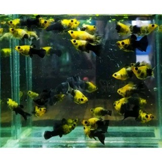 paket Ikan molly,MOLLY GOLDEN BLACK balon, golden black indukan, molly betina, molly golden black se