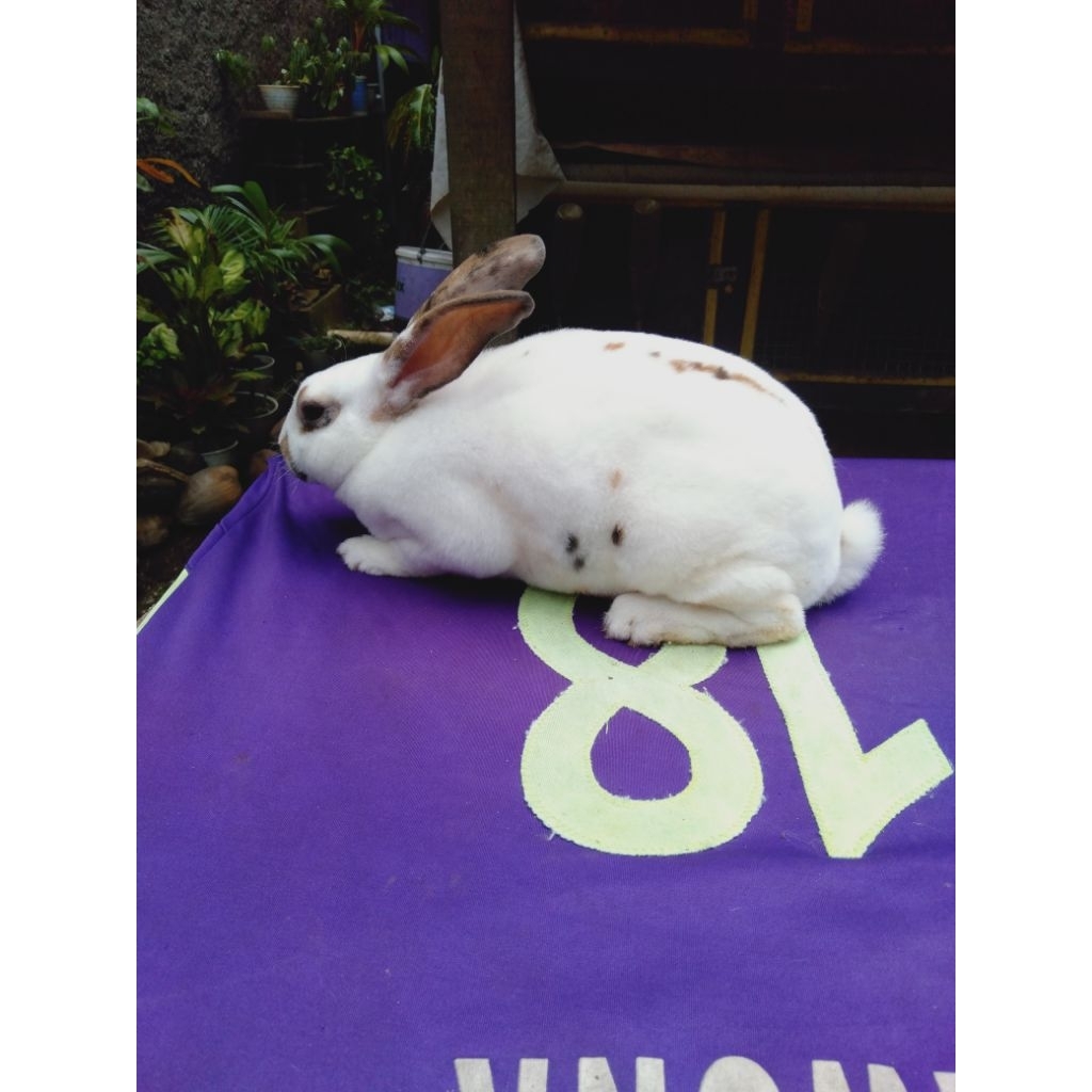Kelinci hias Rex bulu karpet sepasang remaja (15)