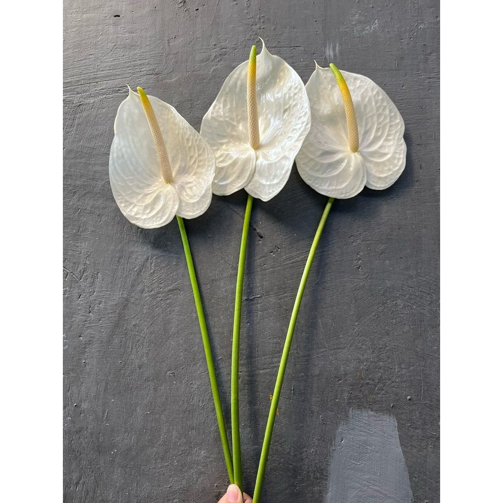 Anthurium putih bunga potong segar