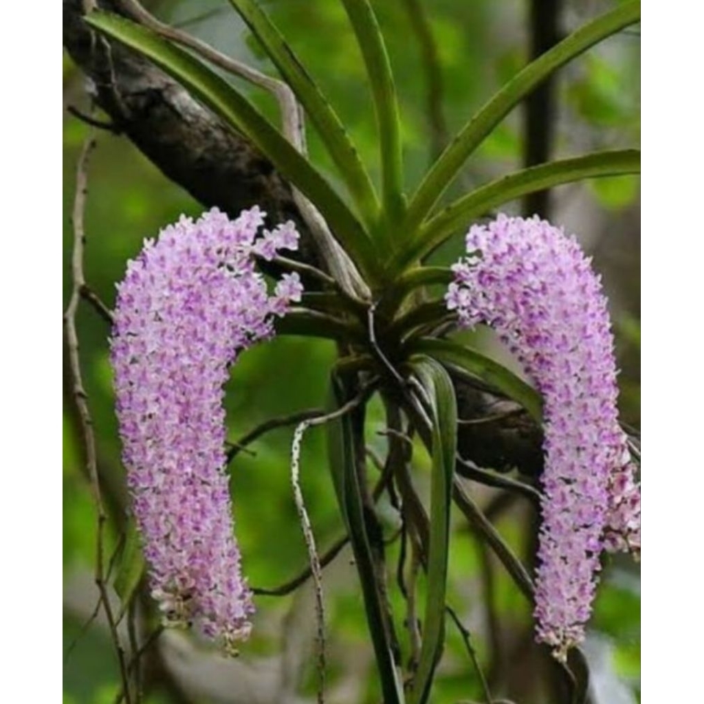 2 pohon anggrek spesies rhycontylis retusa spike + bonus