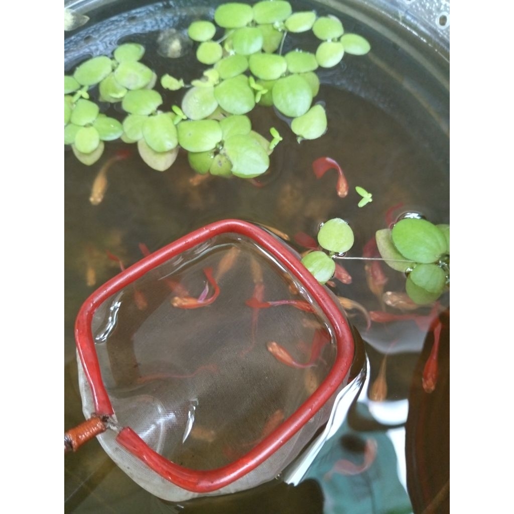 ikan Guppy albino full red