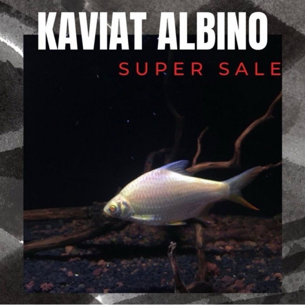 Kaviat Albino 13-14cm red eye ( mata merah )