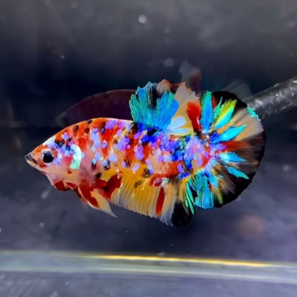 CUPANG CANDY MULTICOLOR BERKUALITAS BEST SELLER BERGARANSI