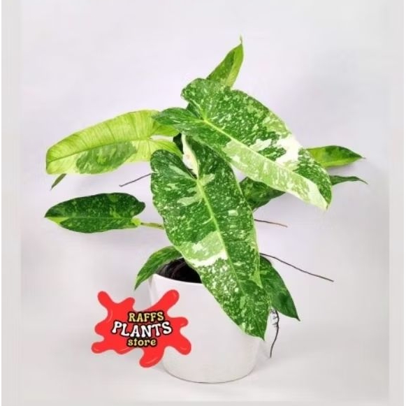 Tanaman Hias Philodendron Jose Buono - Philodendron Jose Buono Varigated