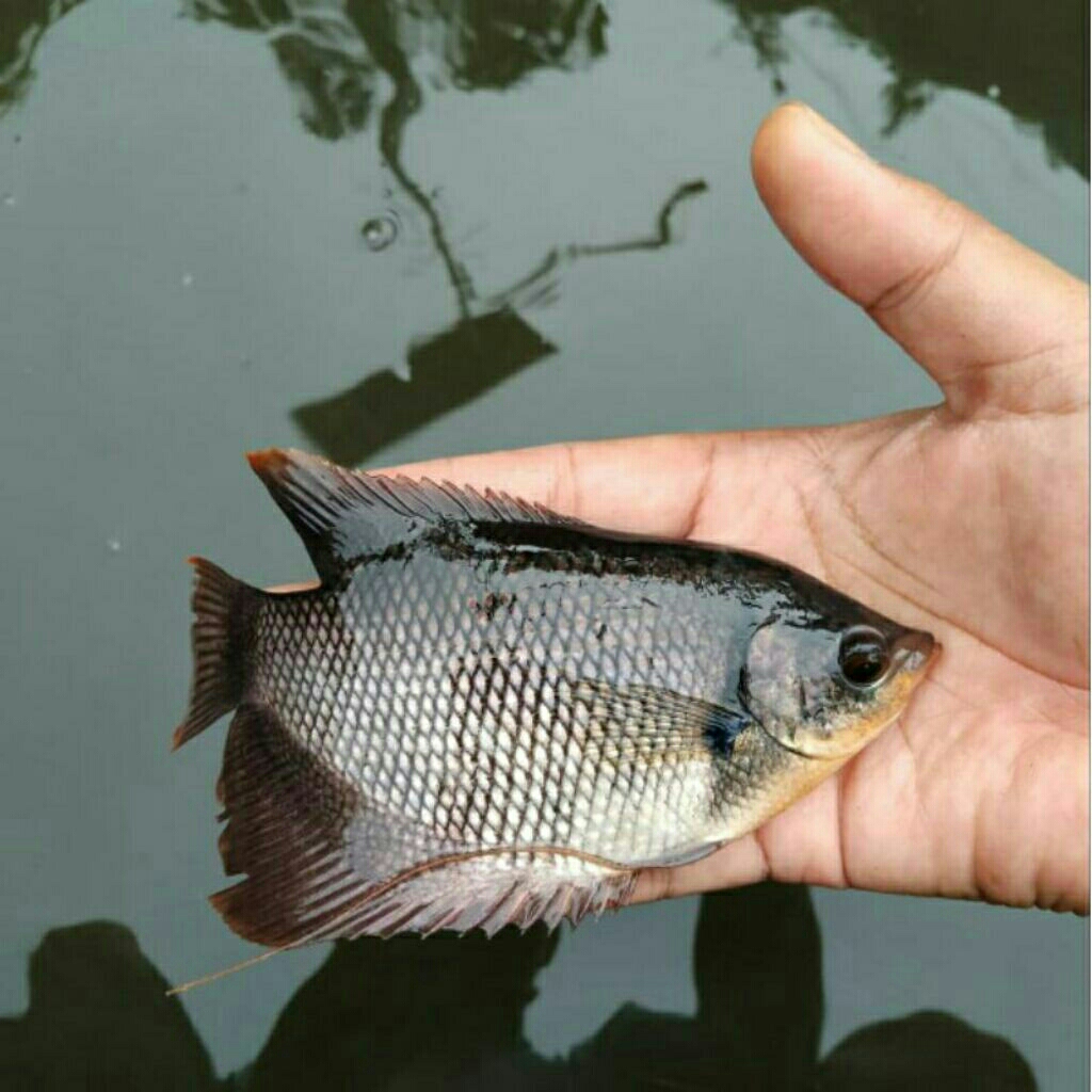 bibit gurame 3-4 jari
