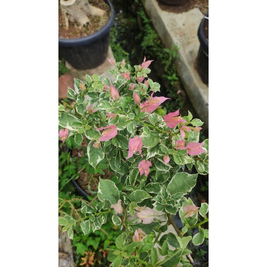 Bibit Bougenville Sakura Belacan