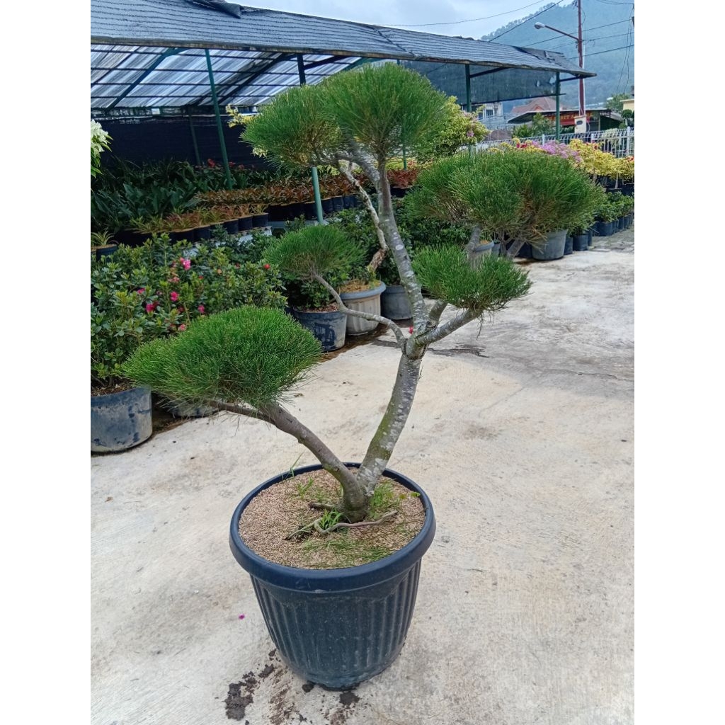 TANAMAN CEMARA UDANG BATANG BESAR