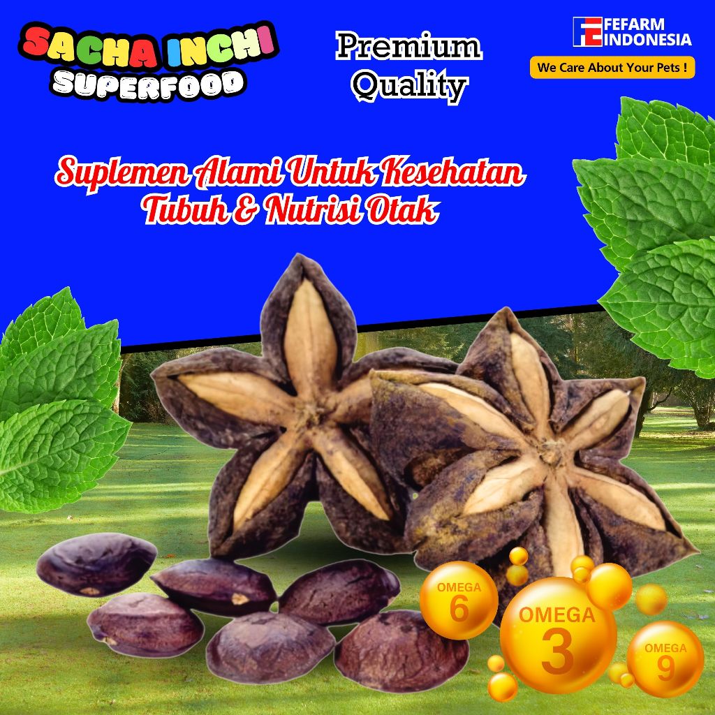 Benih Kacang Sacha Inchi Kacang Sacha inchi organik Per Biji FEFARM