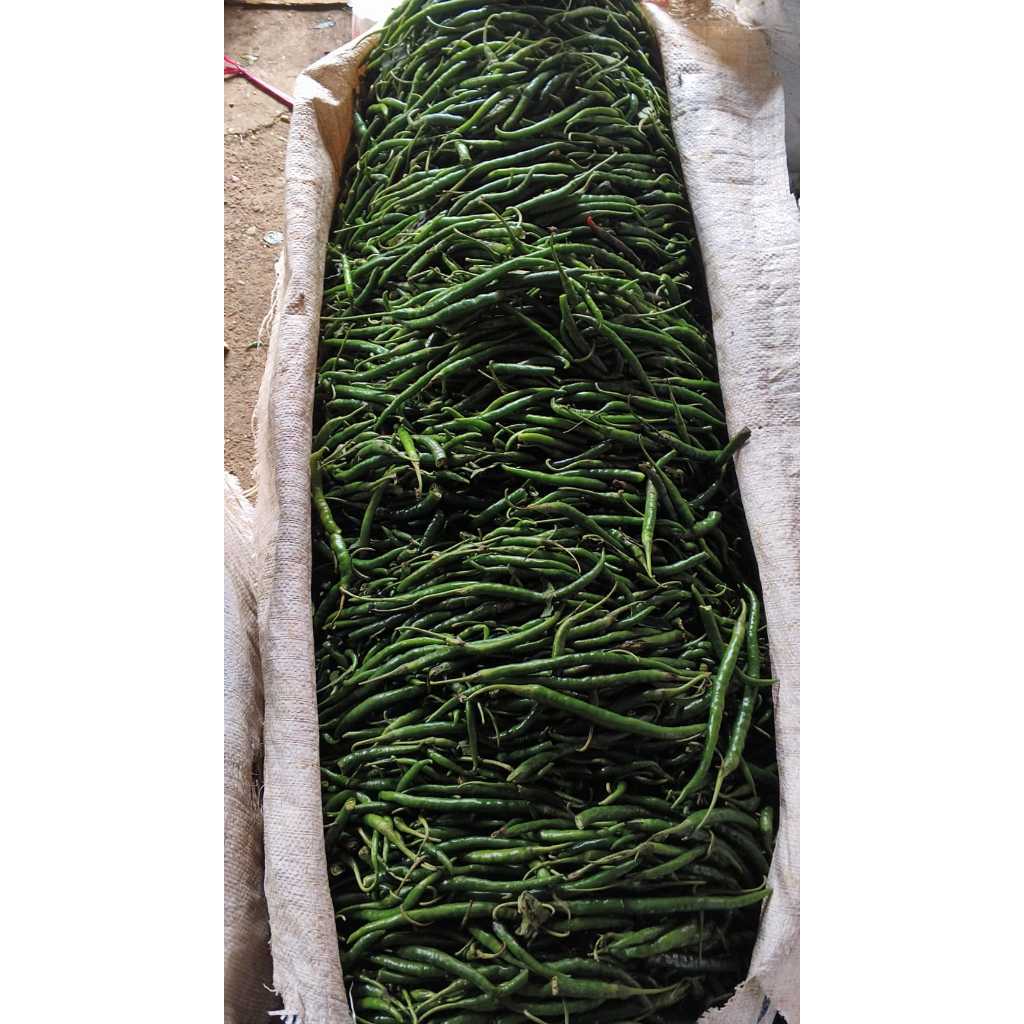 Cabe Keriting Hijau Cabe Panjang Fresh Ekonomis