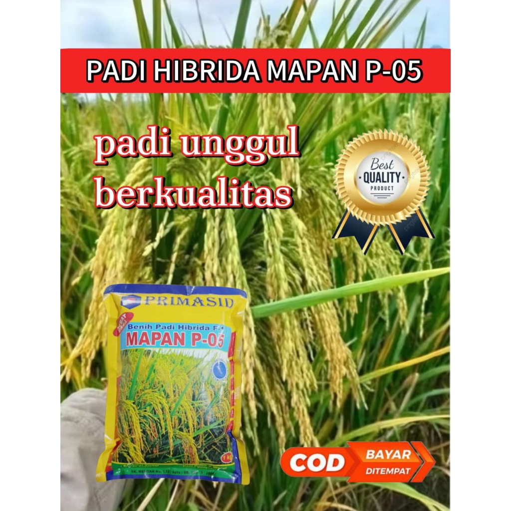 BENIH PADI MAPAN 05 BERKUALITAS UNGGUL KEMASAN 5KG