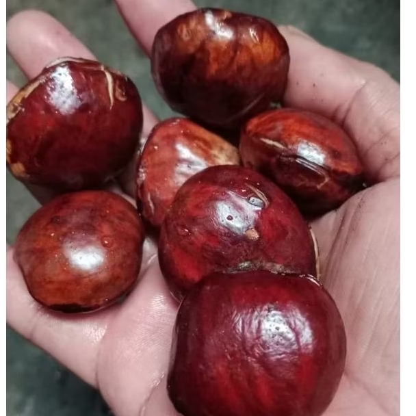 Jengkol Tua Jengkol Rendang Jengkol semur