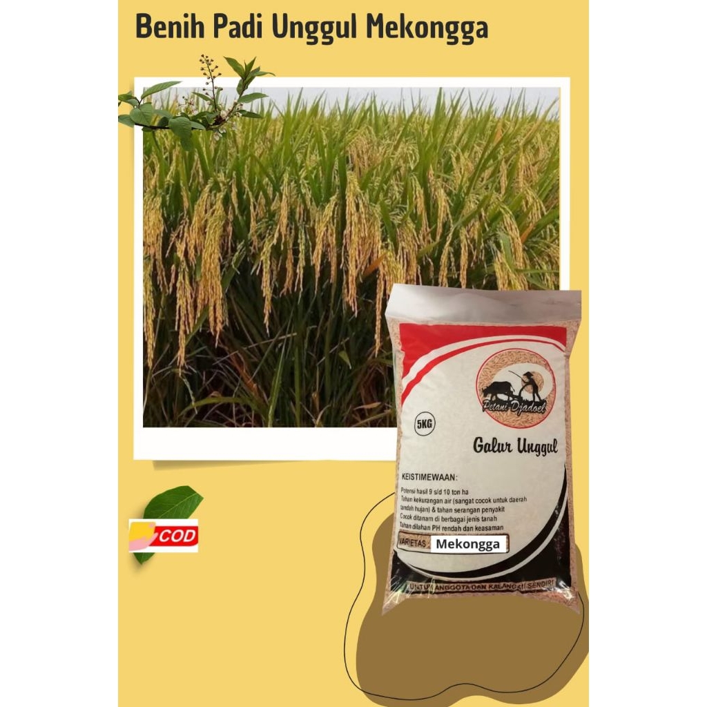Benih Padi Unggul Mekongga Original Premium Kemasan 5 Kg