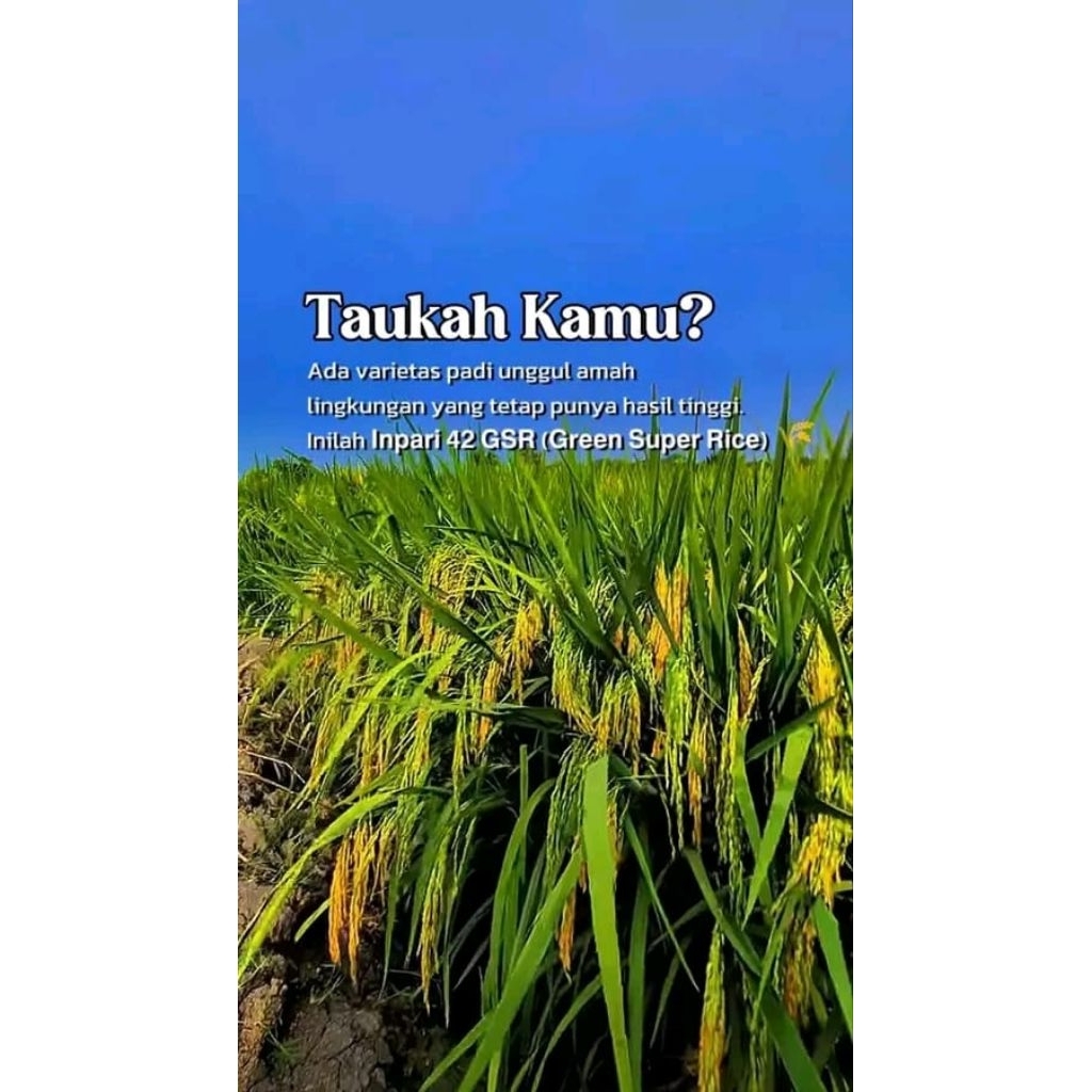 (5kg)benih padi INFARI-42 Kualitas unggul