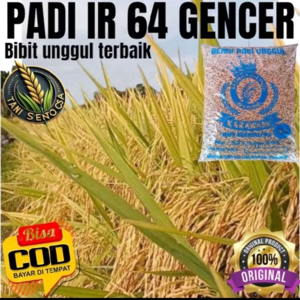 (1kg)Benih padi IR64 GENCER ORIGINAL 1kg