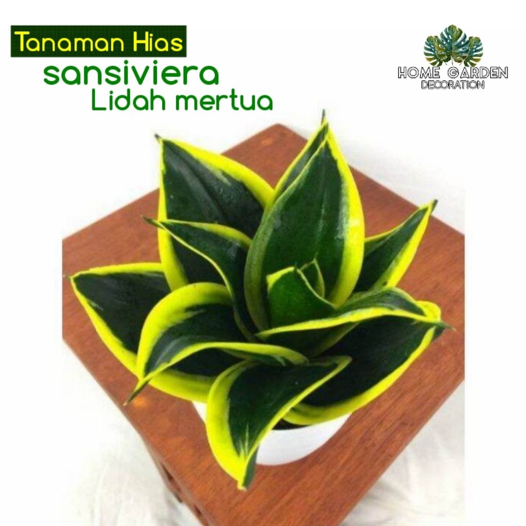 Sansivera mini pagoda - tanaman hias pembersih udara - sansivera golden