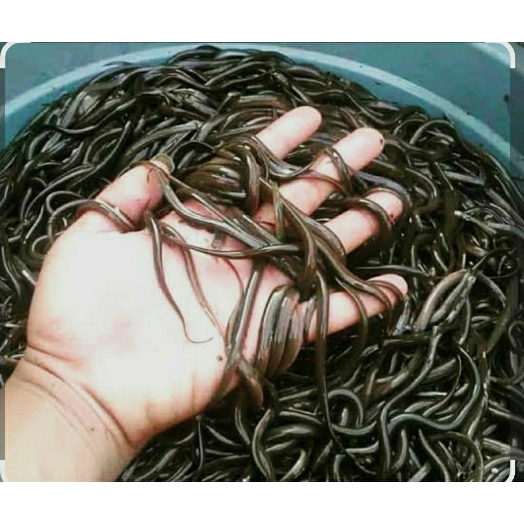 1 KG Bibit Belut Sawah Ukuran Kecil Cikarang