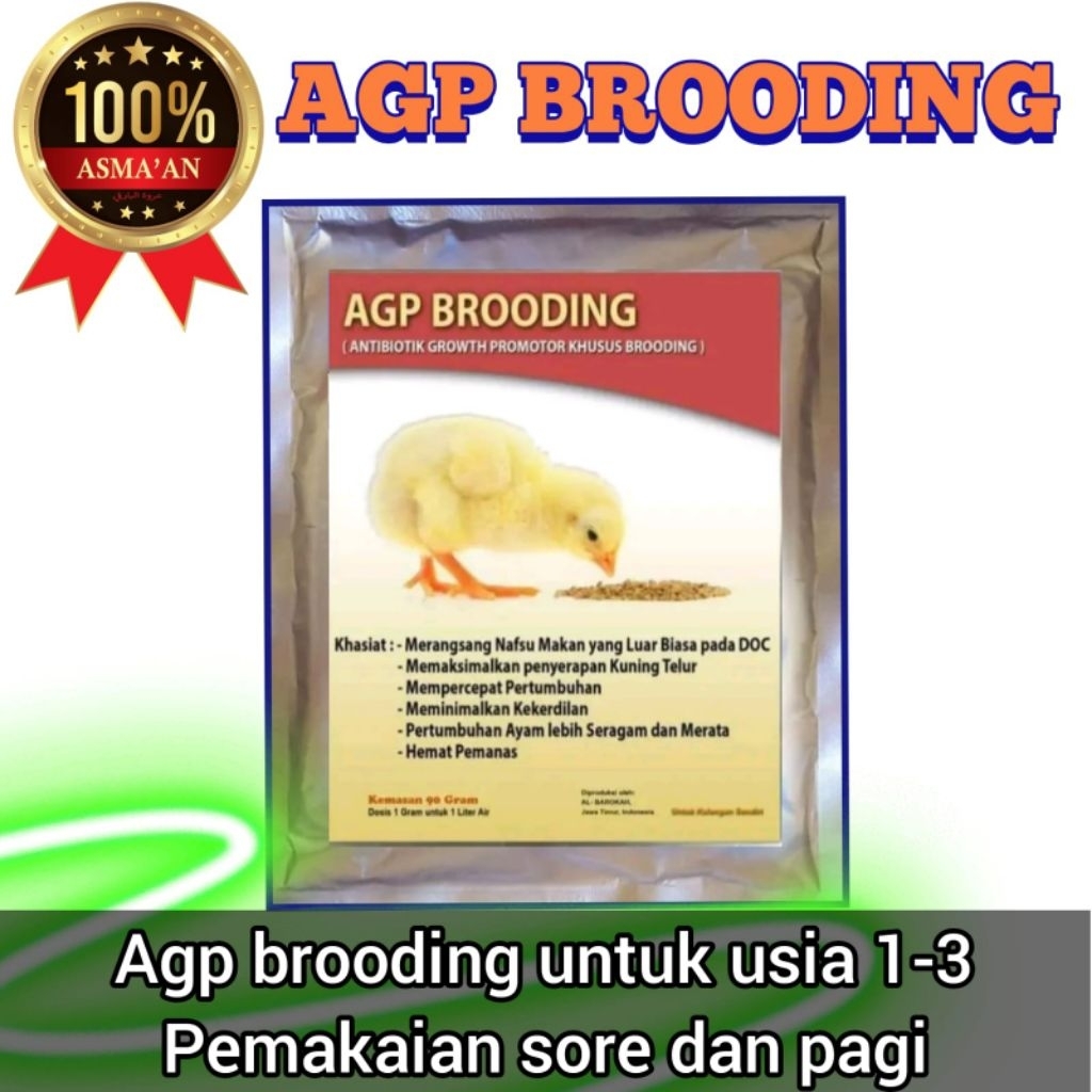 Agp brooding khusus untuk brooding