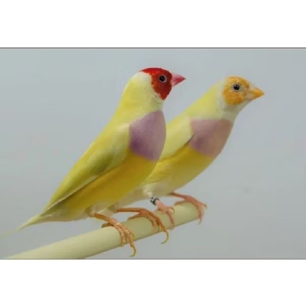 burung gold Amadine kuning sepasang ternakan LOKAL