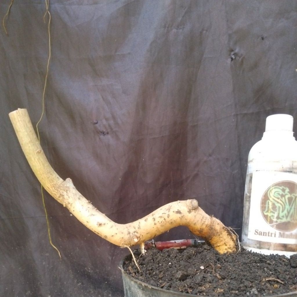 Bahan Bonsai Serut Dongkelan Meliuk cakep berkarakter Slanting Medium Size The Maxx 30 cm real pick