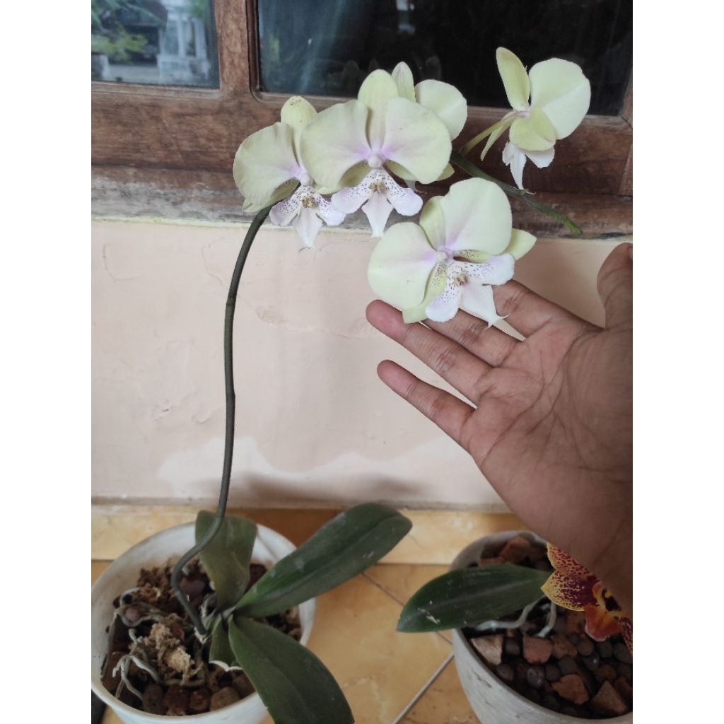 OBRAL MURAH ANGGREK BULAN SUDAH BERBUNGA