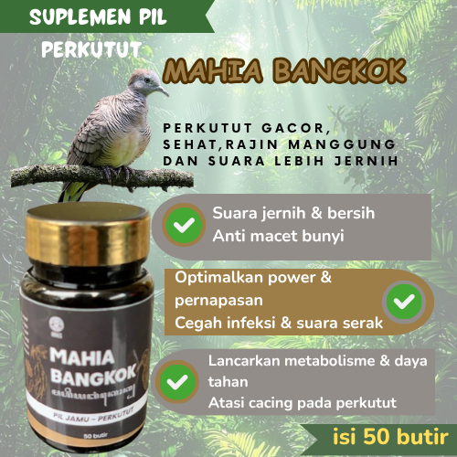 MAHIA PIL JAMU PERKUTUT TRADISIONAL JAWA MAHIA BANGKOK / PERKUTUT SONGGO RATU ASLI