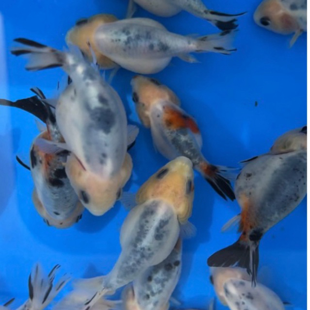 Sapi air Koki ranchu sapi berkualitas terkarantina aman